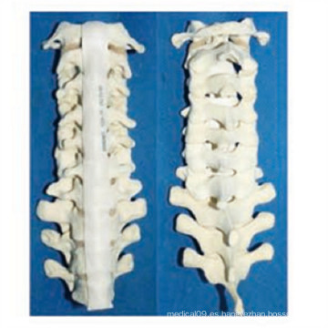 Esqueleto de la vertebra humana humana médica (R010109)